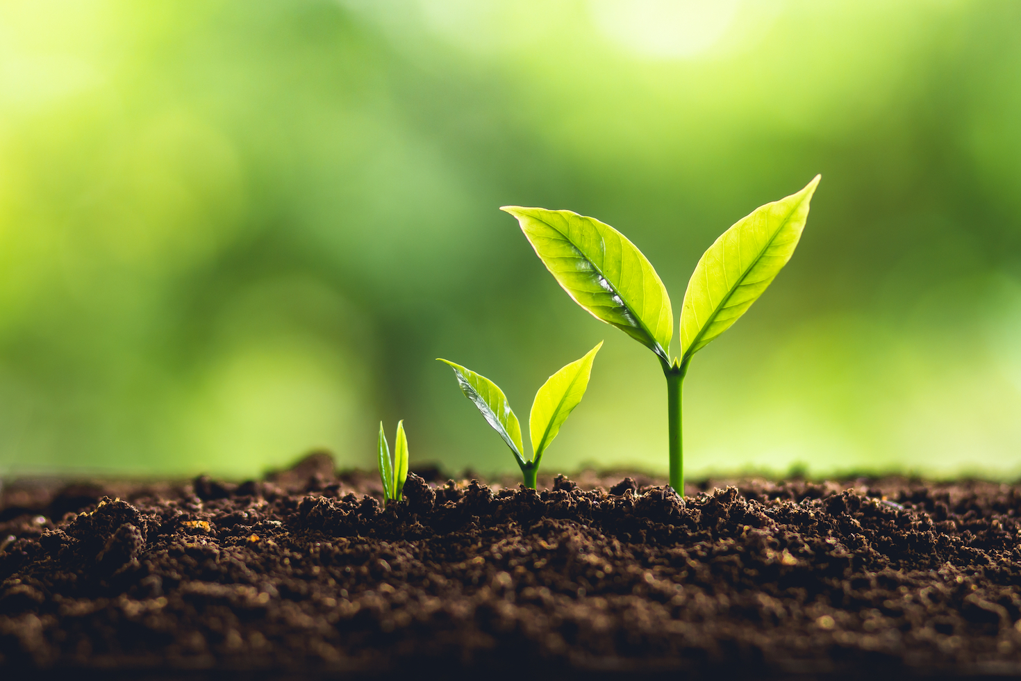Green-skills_-RachenArt_Shutterstock.jpg