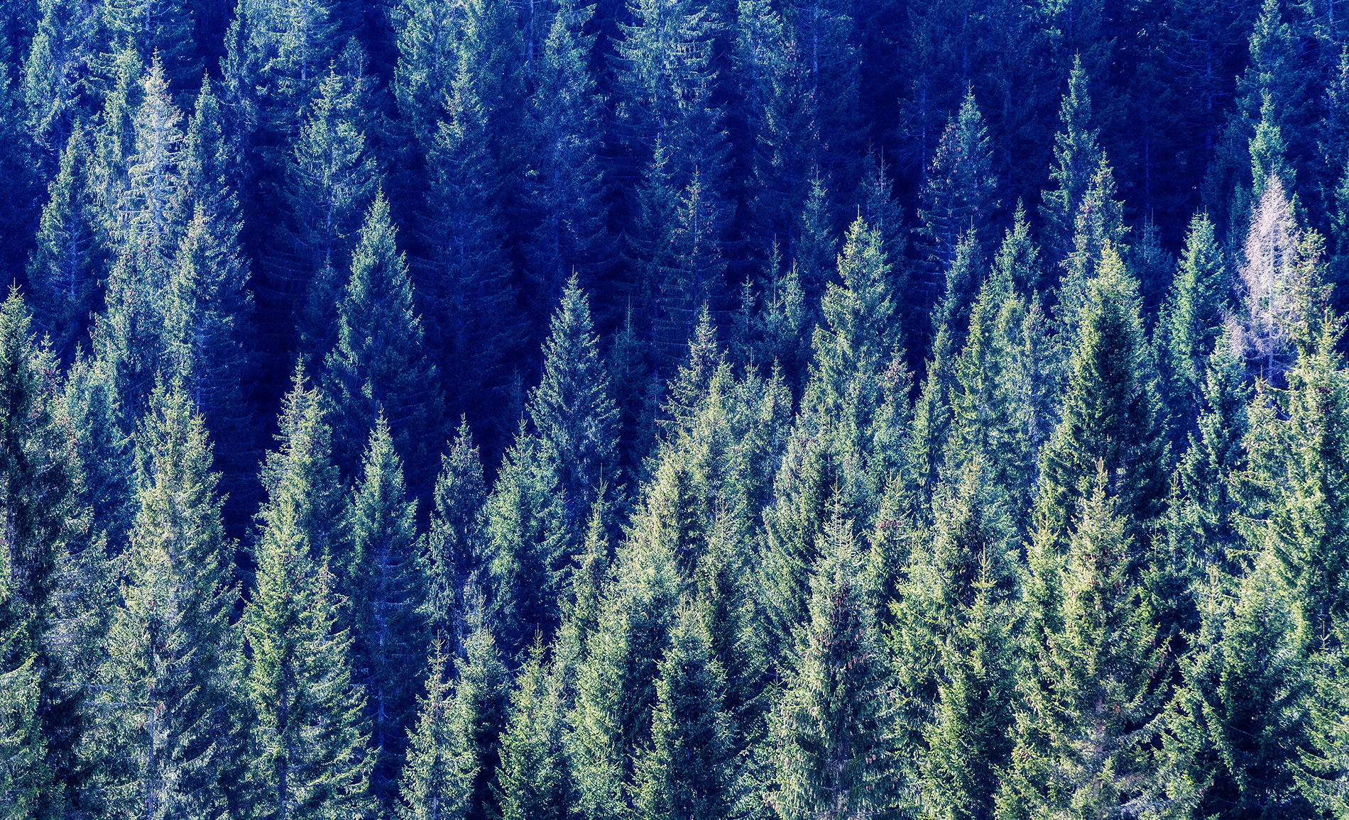 forest.jpg