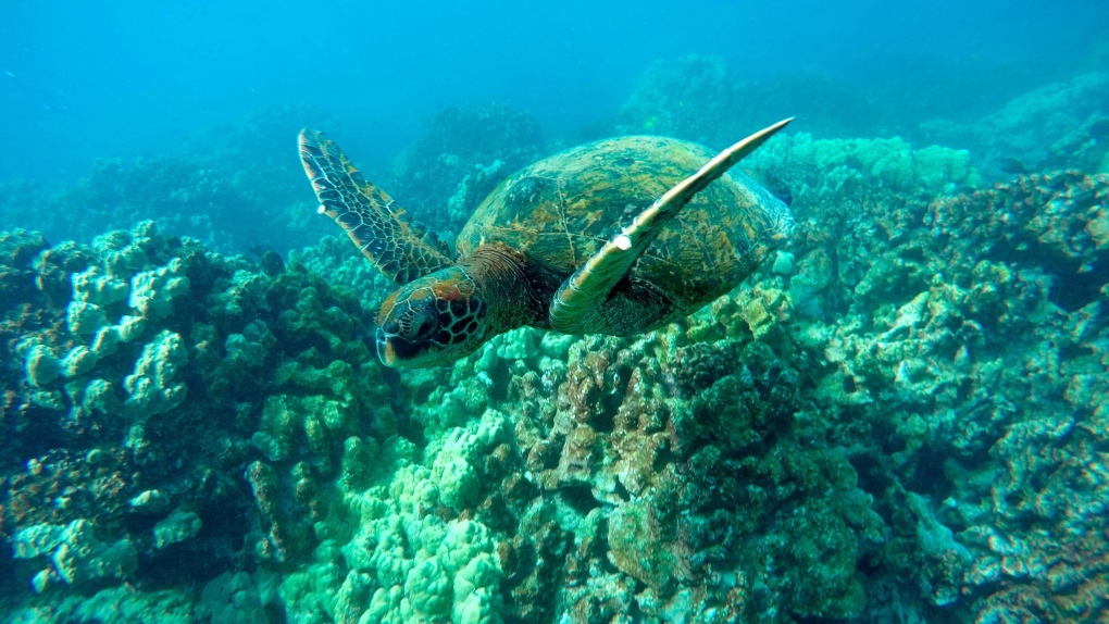 sea-turtles-eating-plastic-1-6221391-1673058555809.jpg