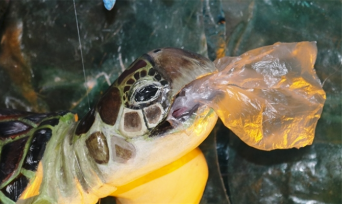 turtle.png