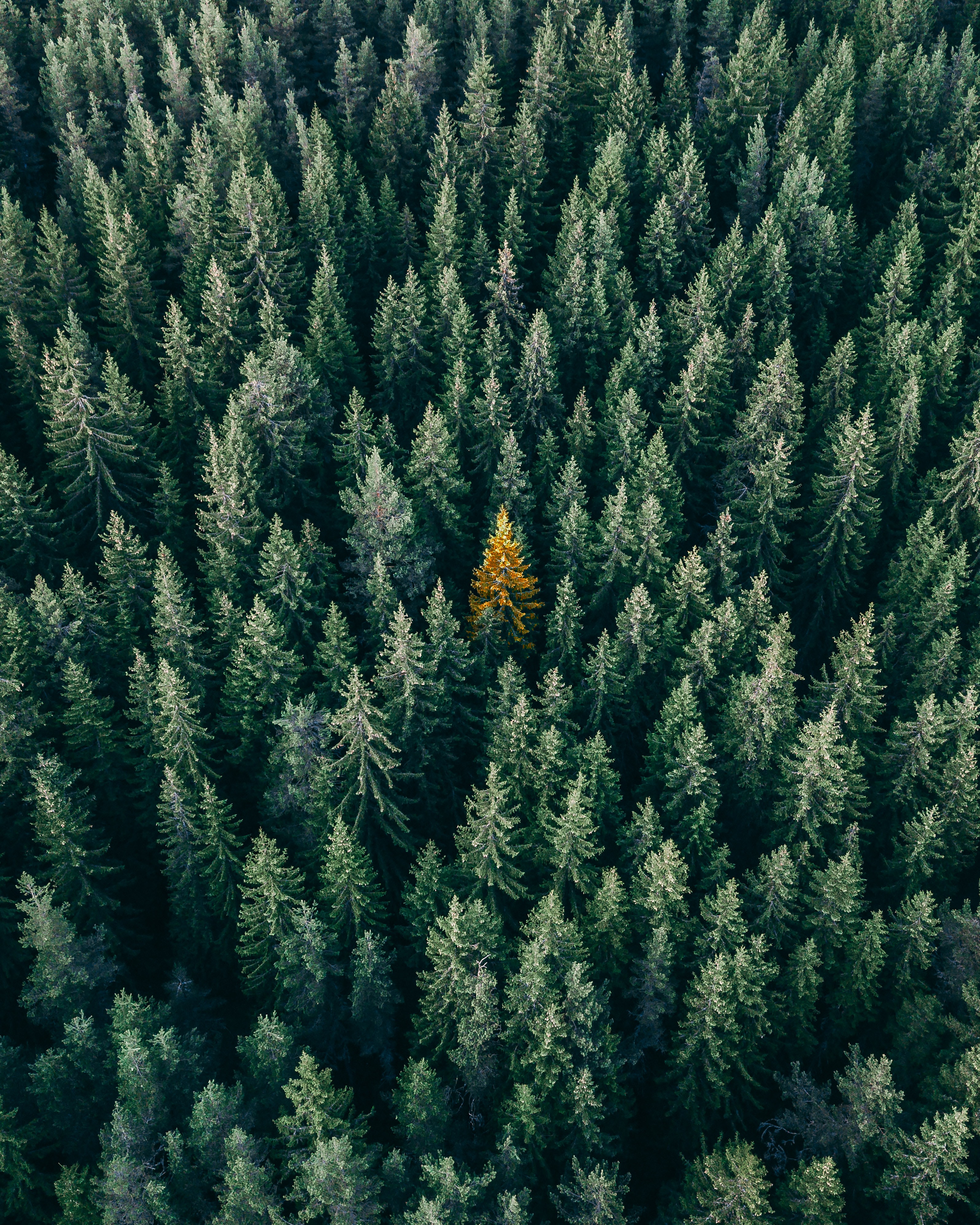 Photo by Christopher Rusev on Unsplash