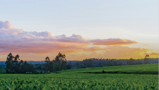 Vertical image of an agricultural field at sunrise with FARM logo and Programmatic Report December 2021-December 2023