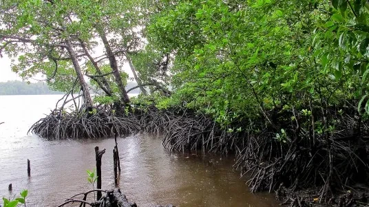 Mangrove forests on Lake Tabarisia, Papua, Indonesia. Mangroves capture carbon and reduce the impact of storms and sea-level rise (Photo: Mokhamad Edliadi/CIFOR, CC BY-NC-ND 2.0)