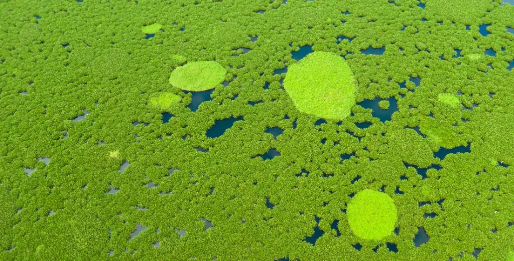 6995_bigstock_Mangrove_Trees_In_The_Water_On_405214382.jpg