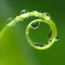Young plant stem, green background, visualizes recovery