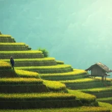 Worker in green rice fields